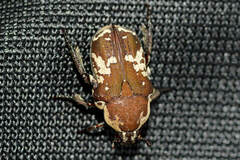 Glycyphana darwinensis