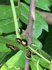 Brachyplatys subaeneus