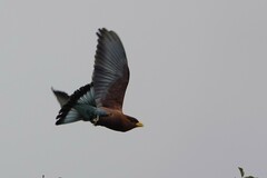 Eurystomus glaucurus