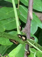 Brachyplatys subaeneus