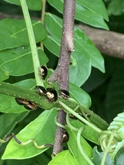 Brachyplatys subaeneus
