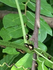 Brachyplatys subaeneus