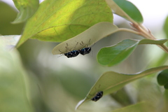 Murgantia violascens