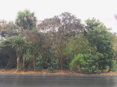 Cordyline australis