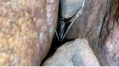 Trachylepis punctatissima