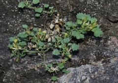 Perityle rupestris rupestris