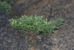 Perityle rupestris rupestris