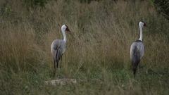 Bugeranus carunculatus