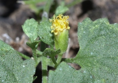 Perityle rupestris rupestris