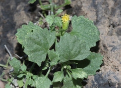 Perityle rupestris rupestris