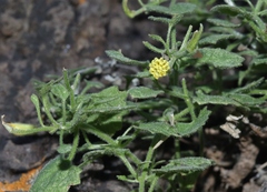 Perityle rupestris rupestris