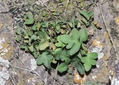 Pleopeltis riograndensis