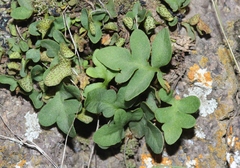 Pleopeltis riograndensis