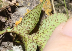 Pleopeltis riograndensis