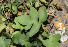 Pleopeltis riograndensis