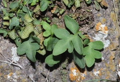 Pleopeltis riograndensis