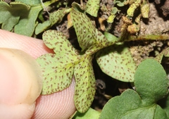 Pleopeltis riograndensis