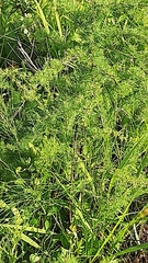 Asparagus suaveolens
