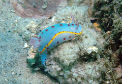 Hypselodoris bennetti