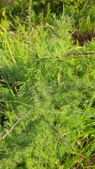 Asparagus suaveolens