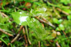 Neottia borealis