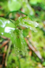 Neottia borealis