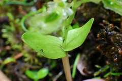 Neottia borealis
