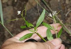 Thelypodium wrightii