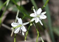 Thelypodium wrightii