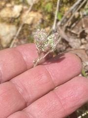 Antennaria parlinii