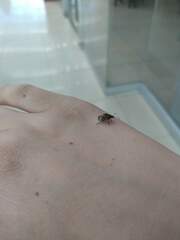Doryphorina