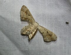 Phazaca leucocephala