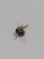 Doryphorina