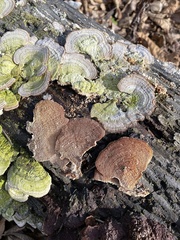 Cerrena unicolor