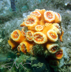 Australopsammia aurea