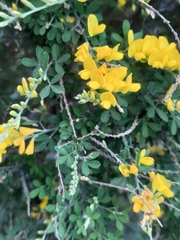 Genista stenopetala