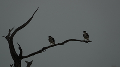 Aquila spilogaster