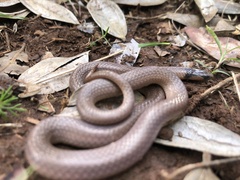 Aparallactus capensis