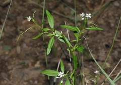 Thelypodium wrightii