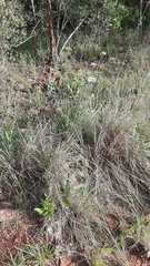 Helichrysum nudifolium