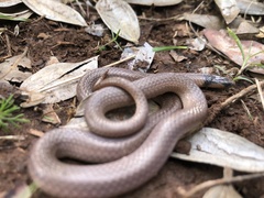 Aparallactus capensis