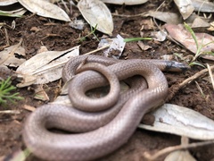 Aparallactus capensis