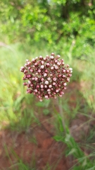 Helichrysum nudifolium