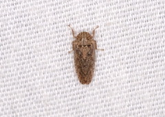 Curtara insularis