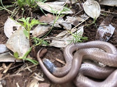 Aparallactus capensis