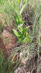 Helichrysum nudifolium