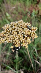 Helichrysum nudifolium
