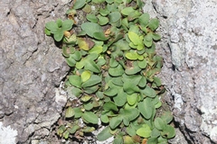 Pleopeltis riograndensis