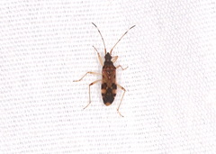 Ozophora picturata
