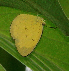 Eurema blanda